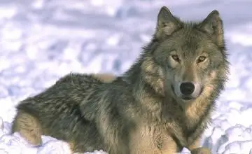 كەكشىل قاسقىر