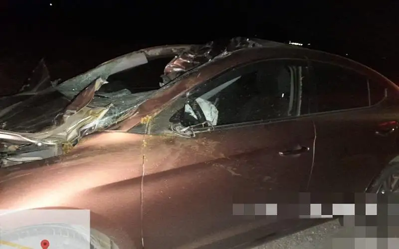 ДТП с участием трех лошадей произошло в Туркестанской области