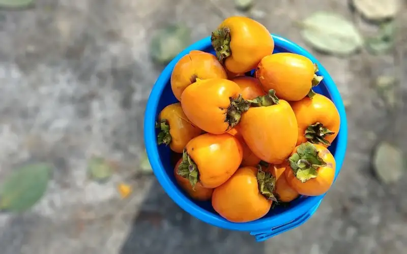 سىزگە سارى قۇرما جەۋگە بولا ما؟