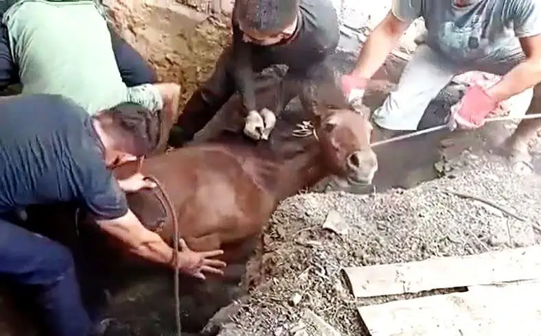 سەمەيدە شۇڭقىرعا قۇلاعان بيە مەن قۇلىن قۇتقارىلدى - ۆيدەو