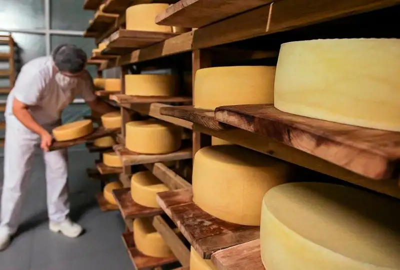 Производство сыра увеличивают в СКО