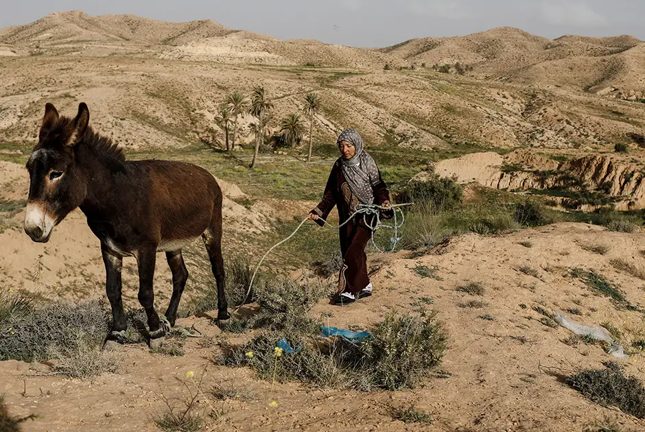 42-летняя Мунджия ведет осла к своему подземному жилищу в Матмате