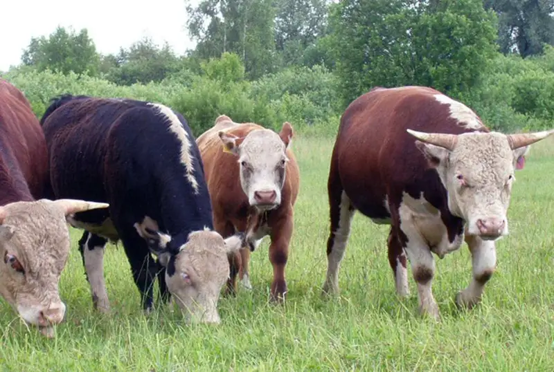 Более 300 голов КРС направили на убой из-за бруцеллеза в Жамбылской области