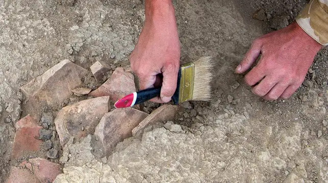 ون ءبىر جاستاعى بالا 8 ميلليون جىل بۇرىن ءومىر سۇرگەن قولتىراۋىن سۇيەگىن تاۋىپ العان