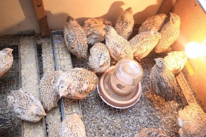 بودەنەنىڭ جۇمىرتقاسى پايدالى ما؟