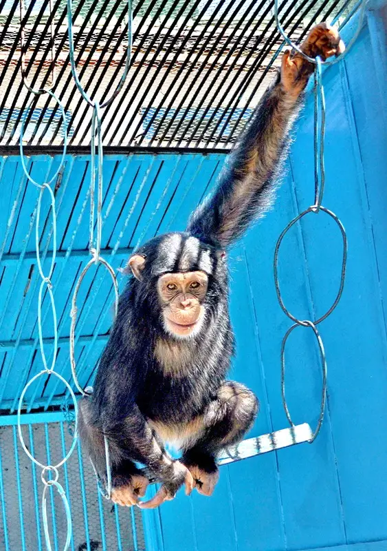 зообағында 