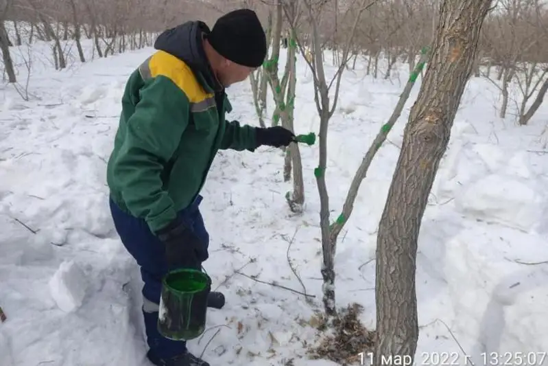 В окрестностях столицы ведется работа по защите зеленого пояса от грызунов