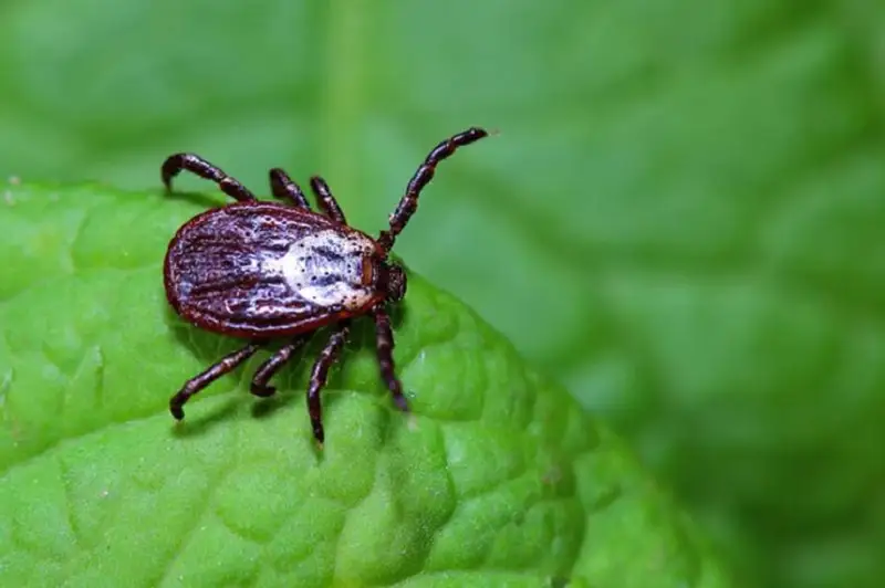 Обратились в медучреждения 40 укушенных клещами алматинцев