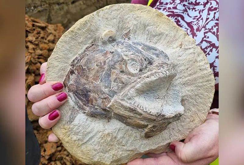 Окаменелую голову хищной рыбы нашли в Великобритании