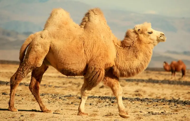 تۇيەنىڭ ءتۇر-ءتۇسى جايلى نە بىلەسىز؟