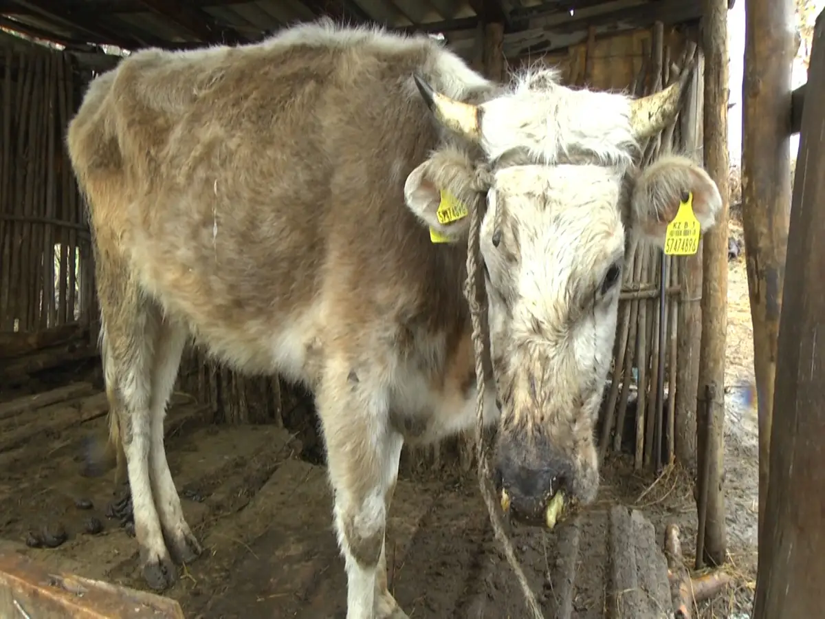 Алматы облысында ауыл малдары белгісіз індетке шалдыққан