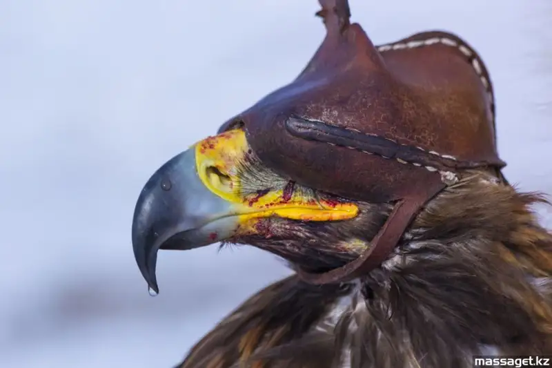 قازاق قاسيەت تۇتقان كيەلى قۇستار