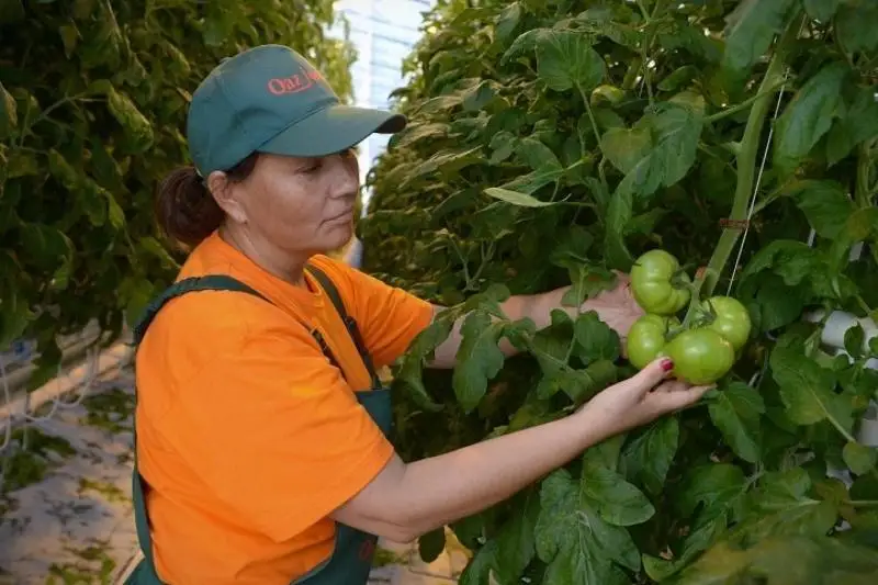 Кадровый дефицит испытывают фермеры Актюбинской области