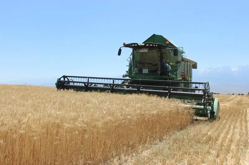 Хлебоуборочная кампания идет в восьми районах Жамбылской области