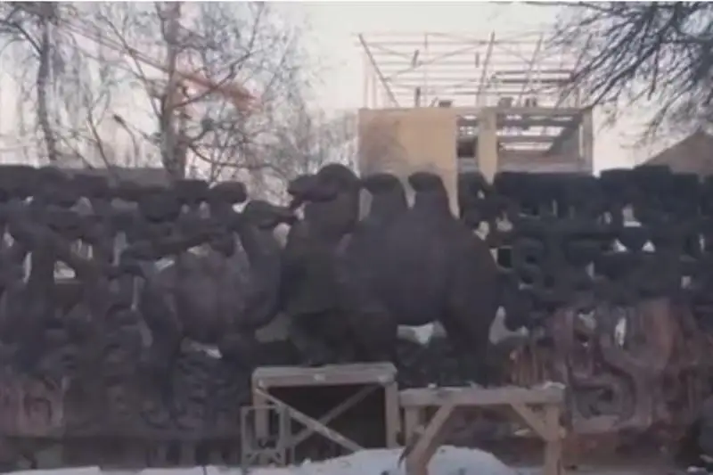 الماتىدا «تۇيەلەر» دەكوراتيۆتى پاننوسى باستاپقى قالپىنا كەلتىرىلەدى