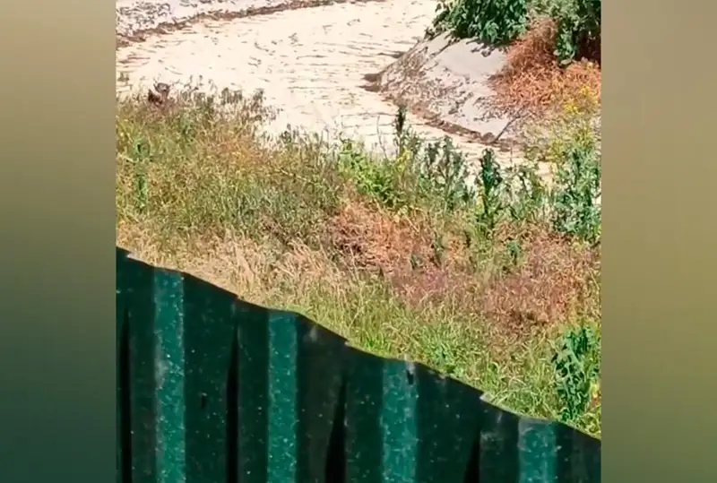 Неприятный запах из арыка проверяют в селе Алматинской области