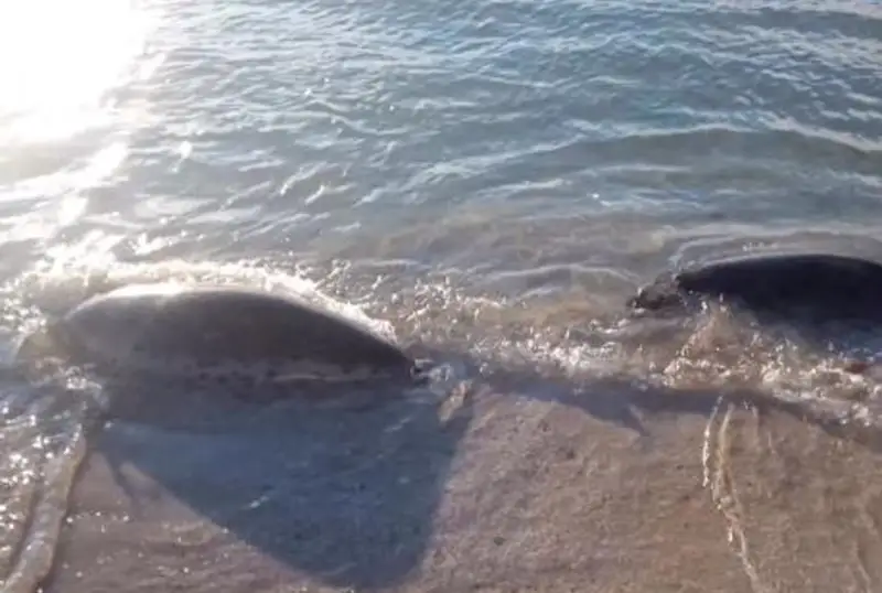 На побережье Каспия обнаружено более 130 мертвых тюленей