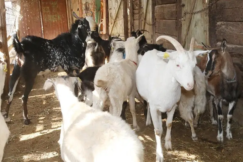 بەسىنشى تۇلىك