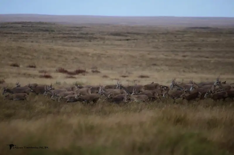 Акция в защиту сайгаков проходит в Акмолинской области