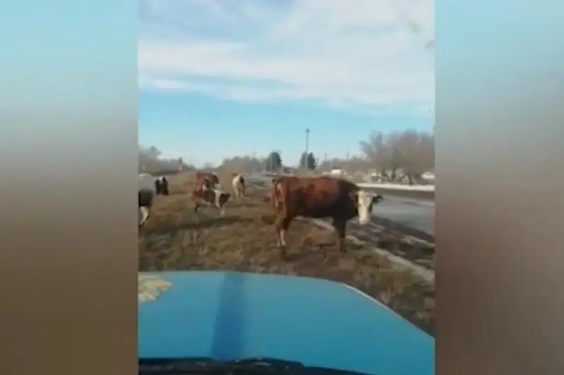Владельцев бесхозного скота наказали в Павлодарской области