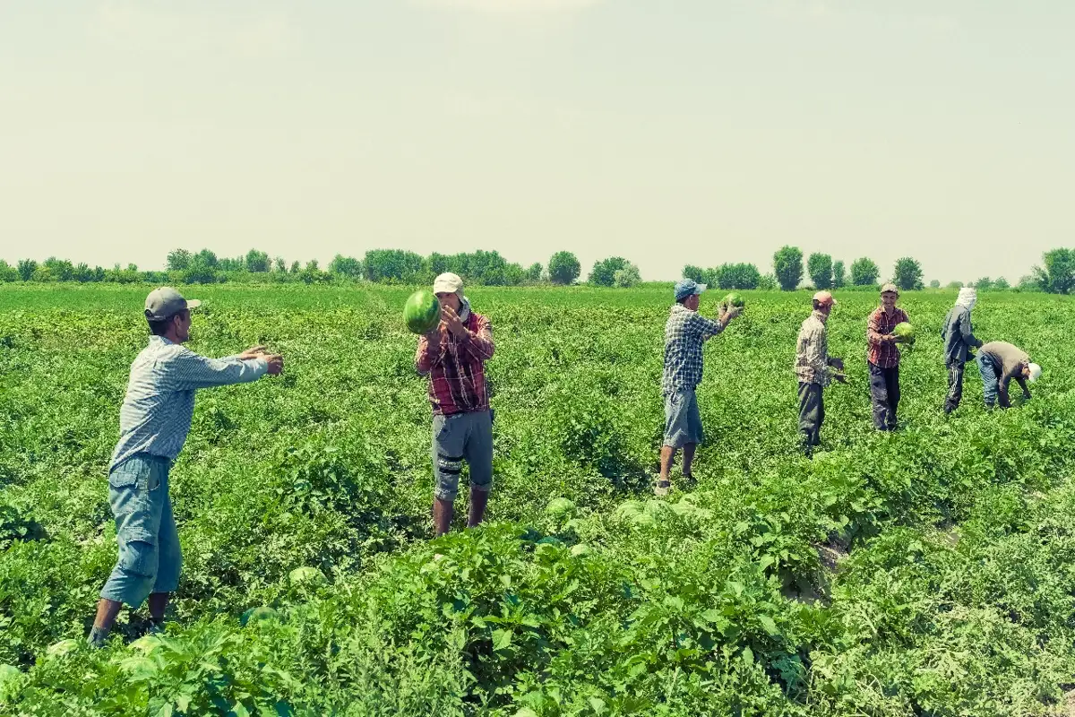 ОҚО-дан Ресейге 51 мың тонна қауын-қарбыз экспортталды