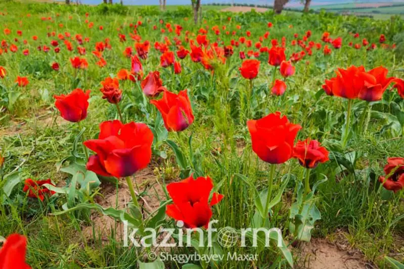 Túrkistan óńirindegi jaýqazyndar joıylyp ketýi múmkin
