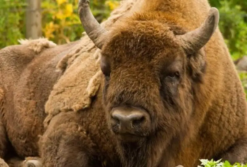 Зубров выпустили в заповедные леса английского графства Кент