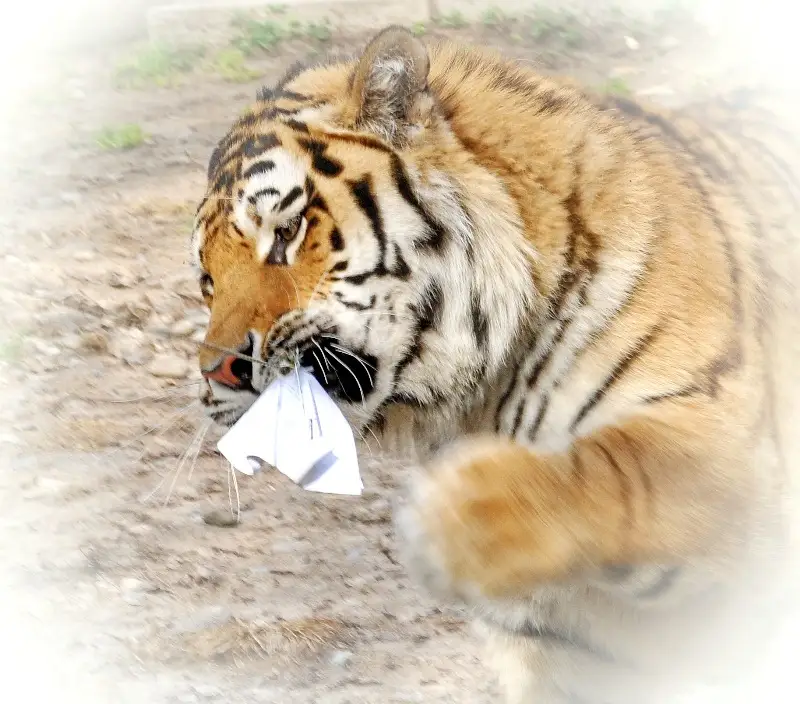 зообағында 