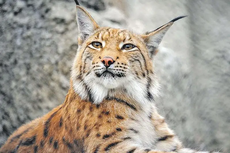 Три года тюрьмы и 21 млн тенге штрафа получили убившие редких животных павлодарцы