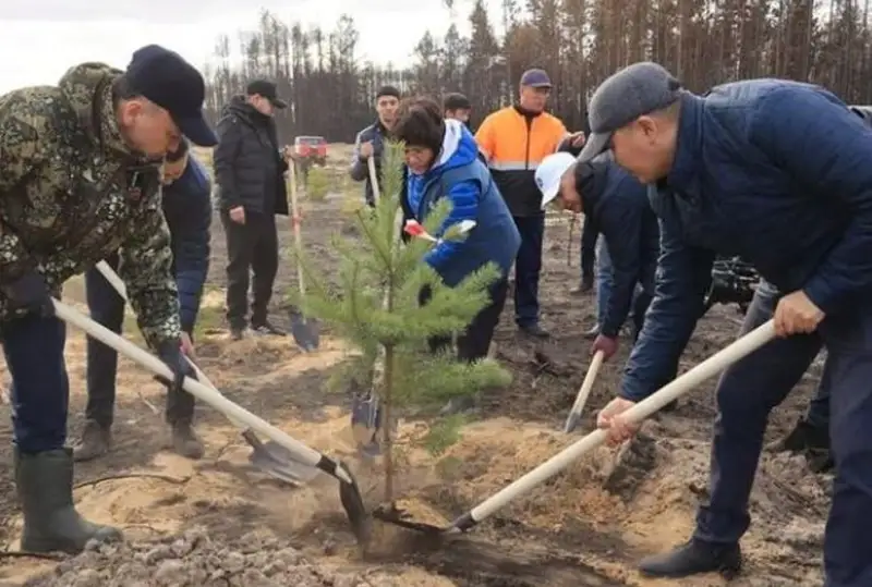 Деревья высаживают на территории сгоревших лесов в Костанайской области