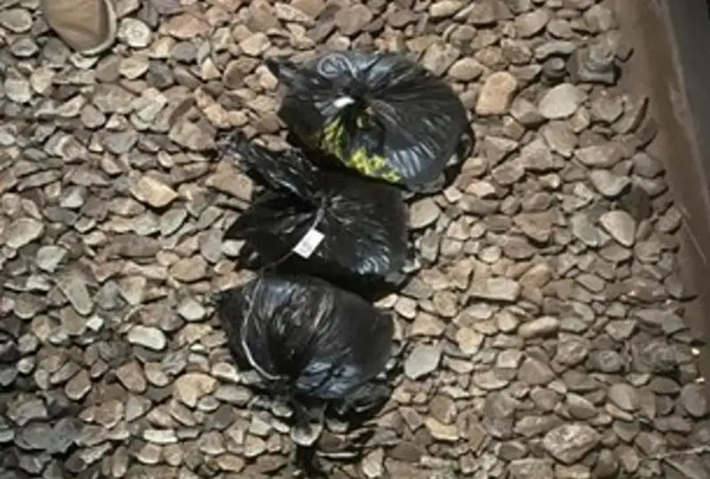 Пресечена попытка провоза через границу РК наркотических средств