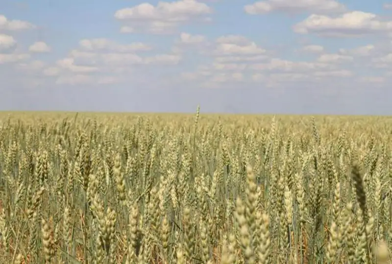 Заготовку кормов планируют увеличить карагандинские фермеры