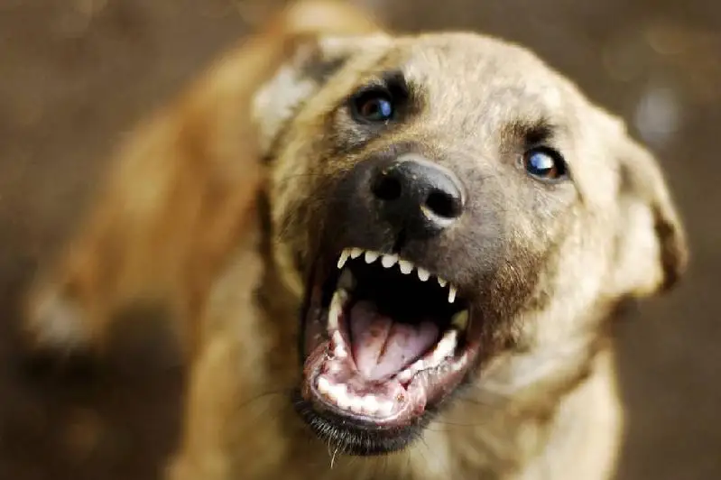 Собака покусала 13-летнюю девочку в Экибастузе