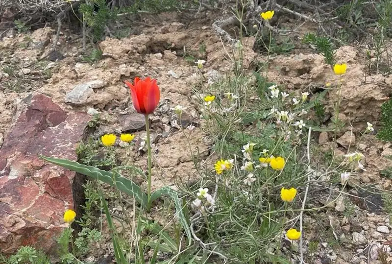 Фестиваль диких тюльпанов прошёл в Балхаше