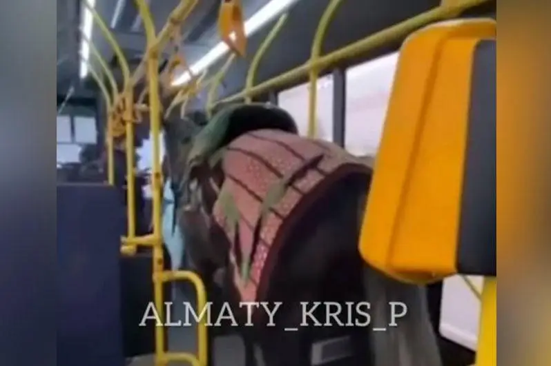 Мужчину, перевозившего лошадь в автобусе, наказали в Алматы