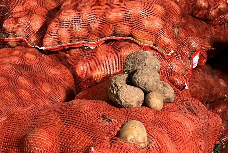 Aqtóbeniń turaqtandyrý qoryna jetkizilgen kartoptyń shirigi kóp bolyp shyqty