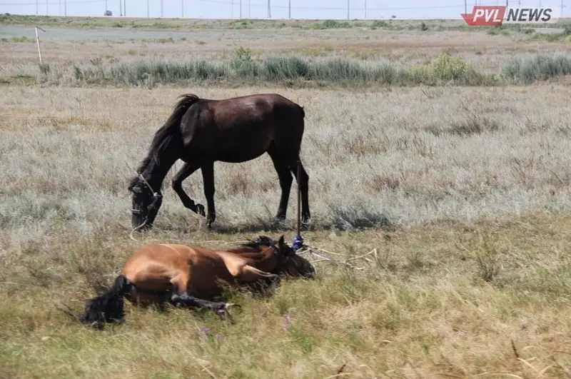 Табун лошадей попал под поезд в Павлодарской области