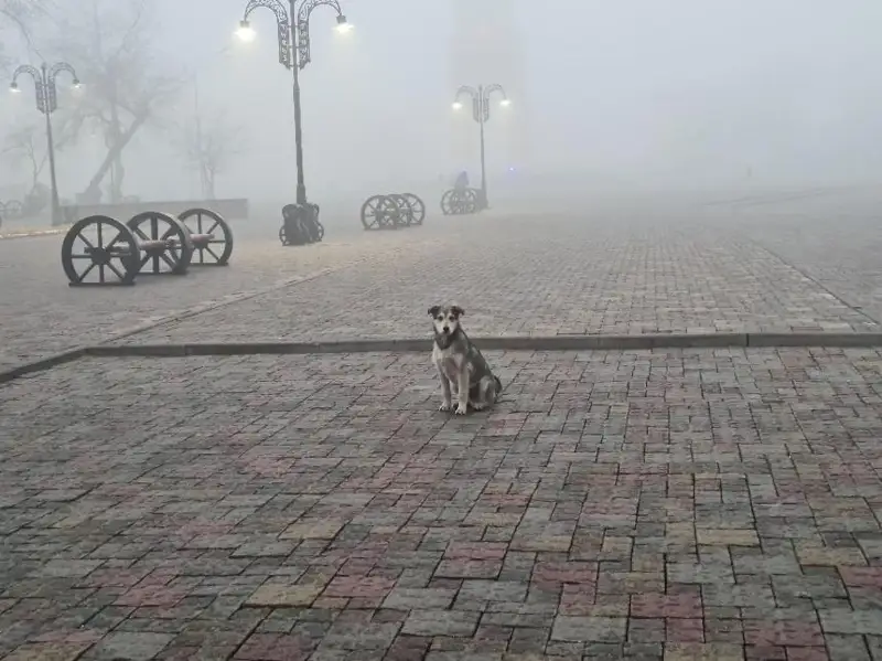 Три района Жамбылской области готовы открыть питомники для собак и кошек