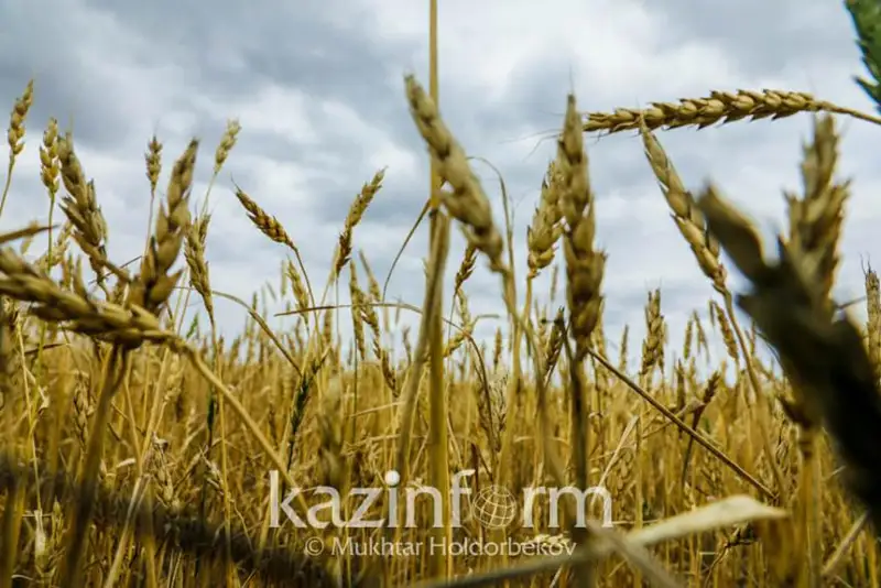 Bıyl astyqtyń túsimi ortasha jyldyq kórsetkishten joǵary bolýy kerek – Úkimet basshysy
