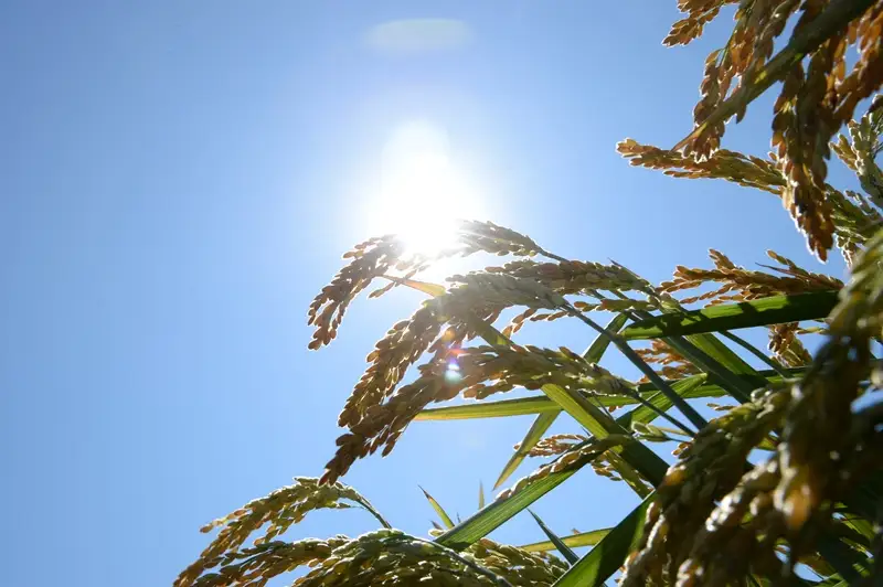 Қызылордада күріш жинау жұмыстары қызу жүргізіліп жатыр