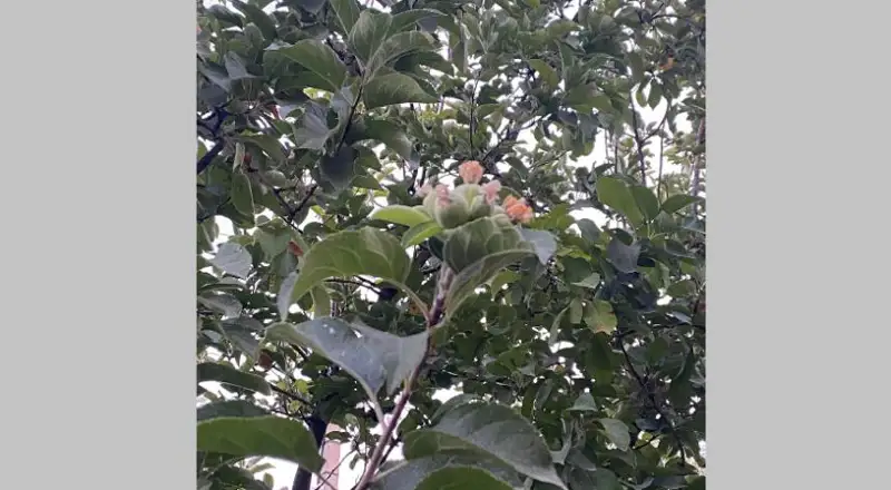 Фруктовые деревья зацвели в Таразе