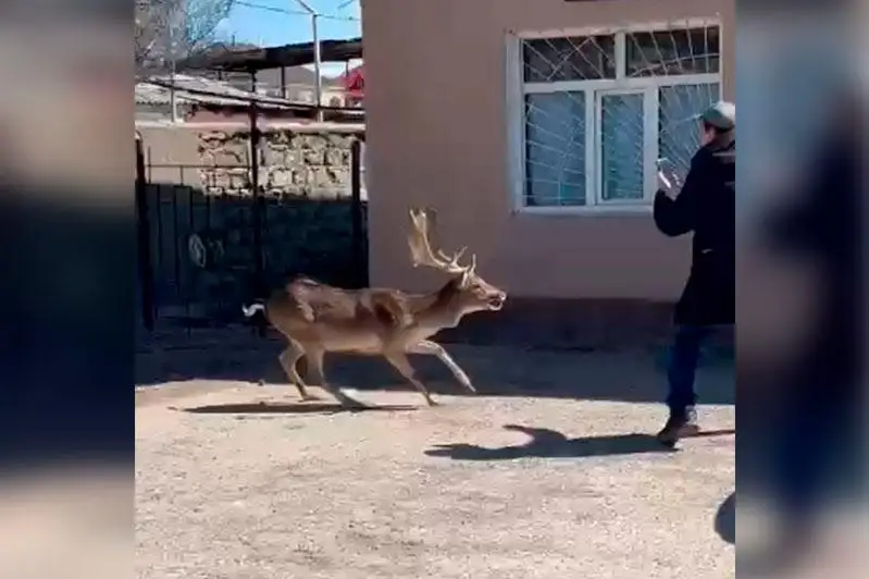 Оленя пытались поймать жители жамбылского села