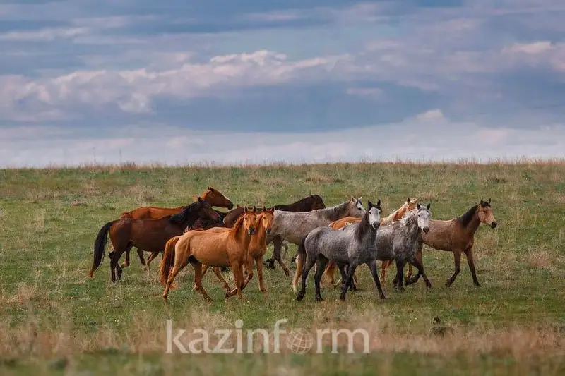 Племенное животноводство развивается в Жамбылской области