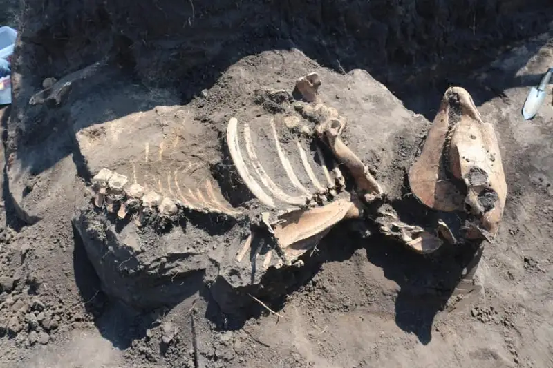 Останки лошади нашли при раскопках кургана раннего железного века в СКО
