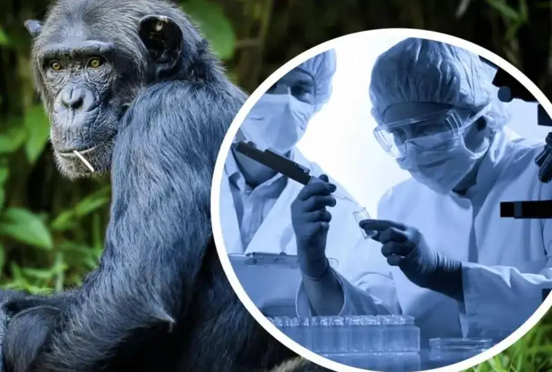 Первый случай заболевания оспой обезьян выявили в материковой части Китая