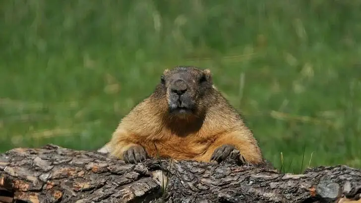 Сезон охоты на сурков продолжается в Павлодарской области