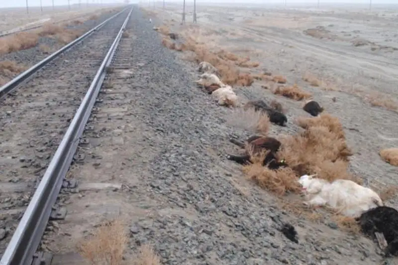 Отара овец погибла под колесами поезда в Атырауской области