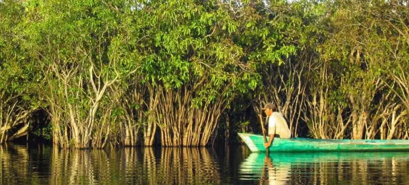 Проект по восстановлению мангровых зарослей начнет ЮНЕСКО в семи странах