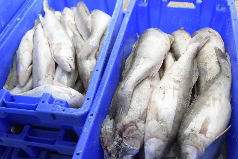 Рыбу с Алаколя экспортируют в Европу
