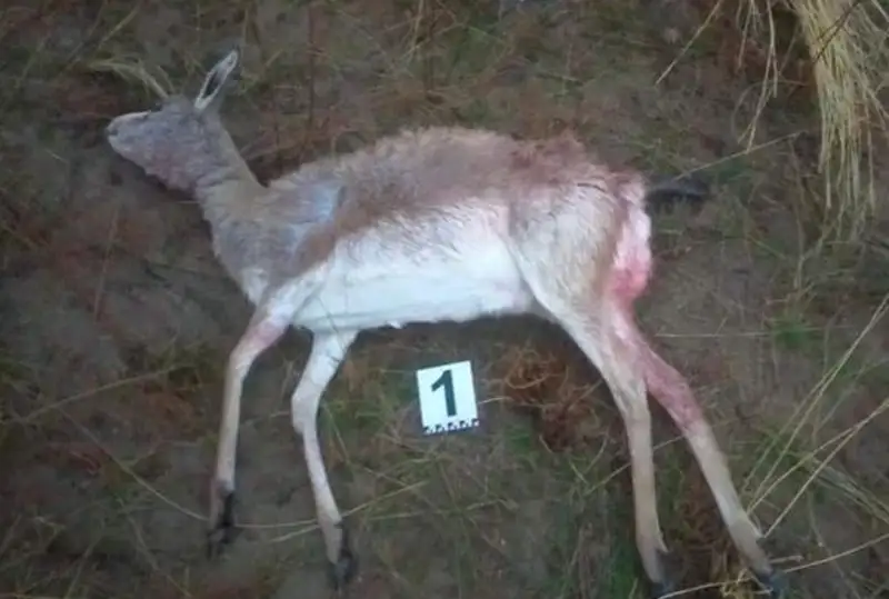 Краснокнижного джейрана застрелил браконьер в Жамбылской области